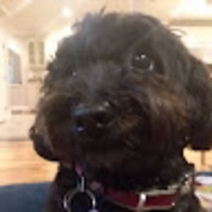 Meet your Posher, Jill